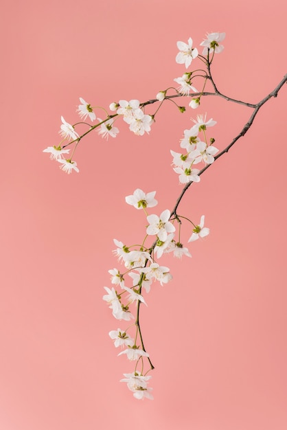 Primer plano de rama de cerezo floreciente sobre un fondo rosa.