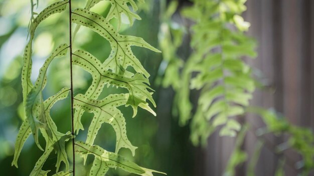 Primer plano de una rama colgada al aire libre