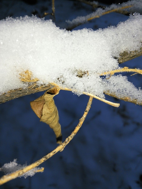 Foto primer plano de una rama cubierta de nieve