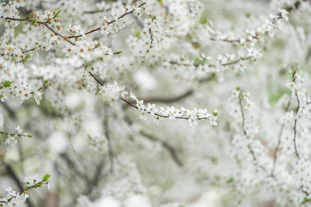 Primer plano de rama de flores blancas florecientes con fondo bokeh, vibraciones de primavera, flores de árbol bokeh