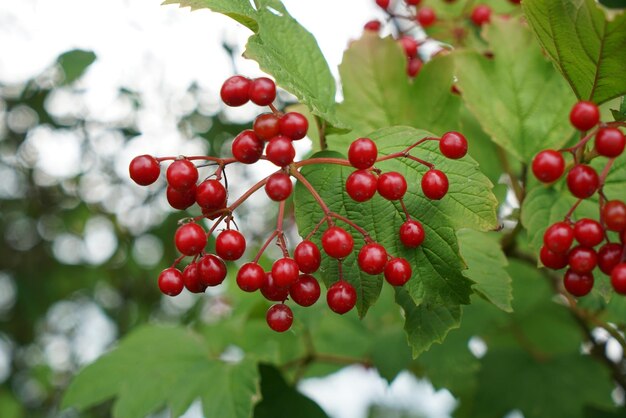 Primer plano de la rama Highbush Cranberry