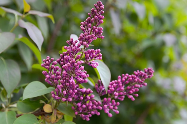 Primer plano de una rama lila en flor