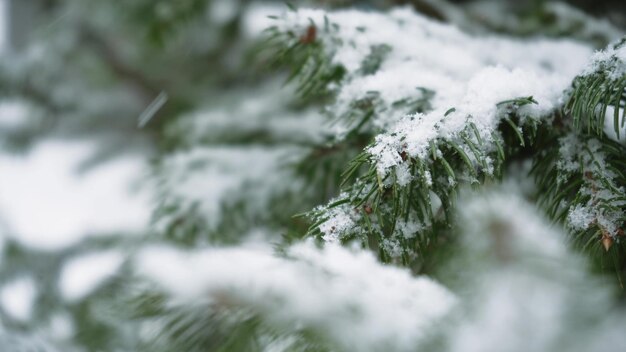 Primer plano de rama de pino cubierto de nieve Fabuloso paisaje de bosque de invierno Árbol de Navidad La atmósfera de Navidad y Año Nuevo