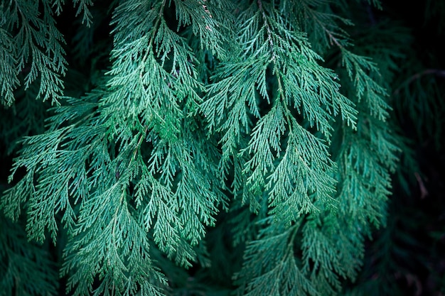 Foto primer plano de las ramas de abeto navidad trasfondo rural