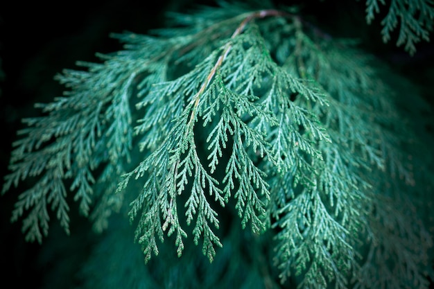 Foto primer plano de las ramas de abeto navidad trasfondo rural