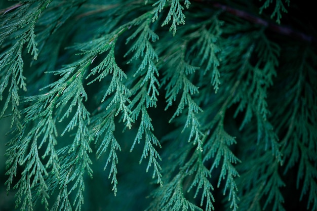 Foto primer plano de las ramas de abeto navidad trasfondo rural