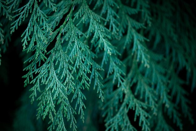 Foto primer plano de las ramas de abeto navidad trasfondo rural