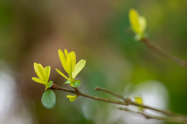 Primer plano de ramas de árboles y arbustos con brotes y primeras hojas en primavera el concepto es una nueva vida