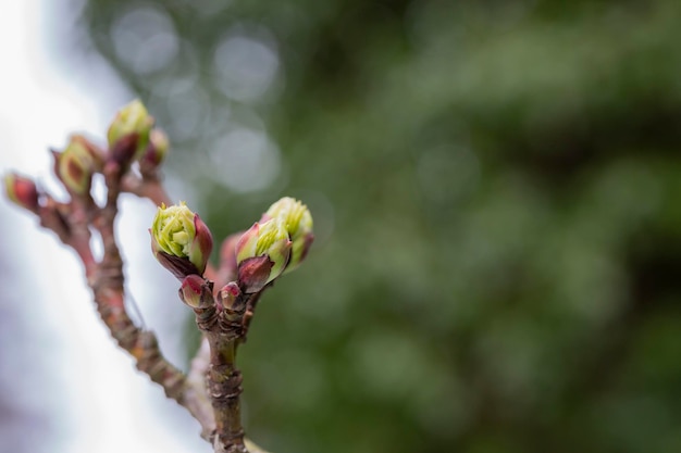 Primer plano de ramas de árboles y arbustos con brotes y primeras hojas en primavera