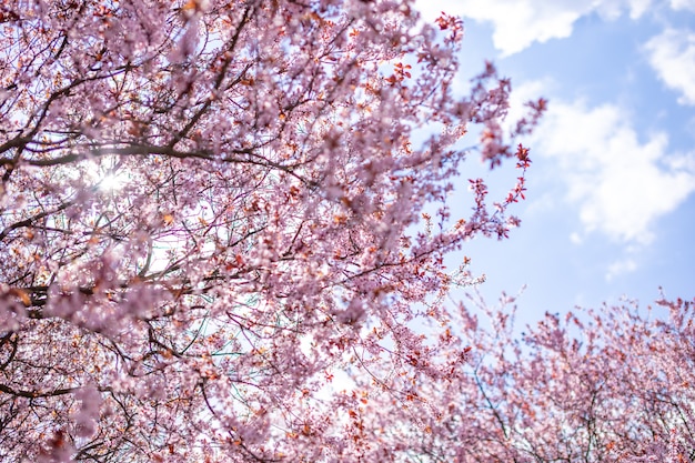 Primer plano de las ramas de los árboles de cerezo rosa con pétalos de flores en primavera