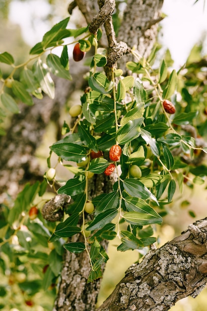 Primer plano de las ramas de los árboles con frutos zizyphus