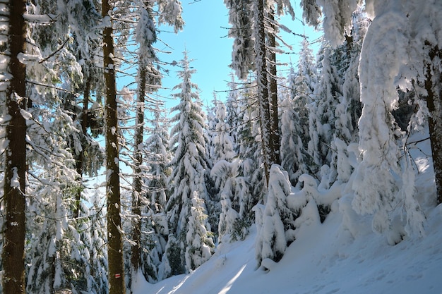 Primer plano de las ramas de los árboles de pino cubiertas de nieve fresca caída en el bosque de montaña de invierno en un día frío y brillante.