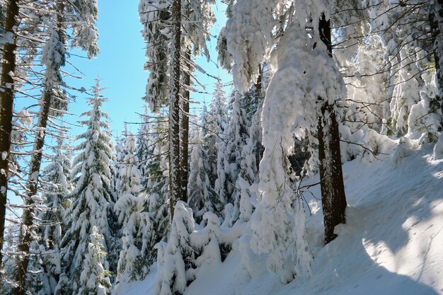 Primer plano de las ramas de los árboles de pino cubiertas de nieve fresca caída en el bosque de montaña de invierno en un día frío y brillante.