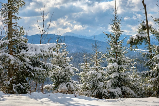 Primer plano de las ramas de los árboles de pino cubiertas de nieve fresca caída en el bosque de montaña de invierno en un día frío y brillante.