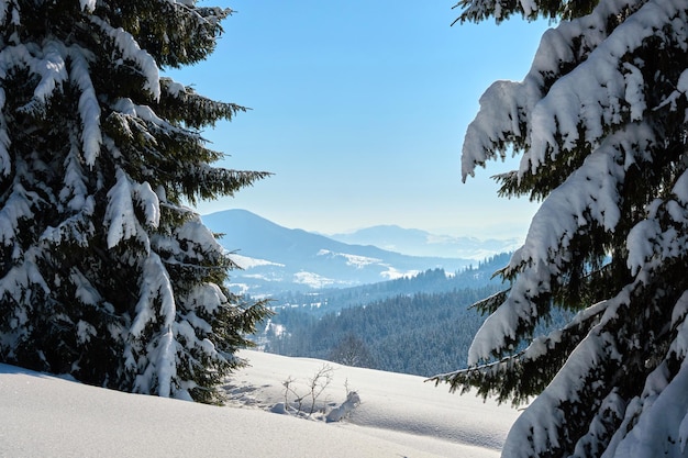 Primer plano de las ramas de los árboles de pino cubiertas de nieve fresca caída en el bosque de montaña de invierno en un día frío y brillante.