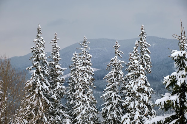 Primer plano de las ramas de los árboles de pino cubiertas de nieve fresca caída en el bosque de montaña de invierno en un día frío y brillante.