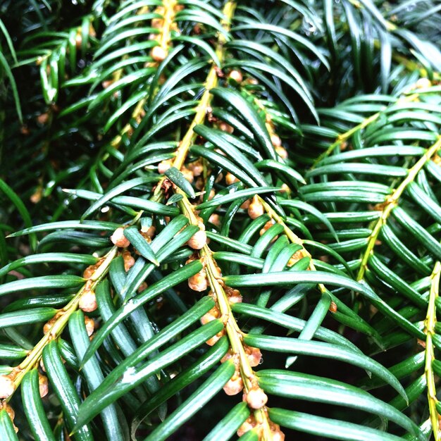 Foto primer plano de las ramas de los árboles