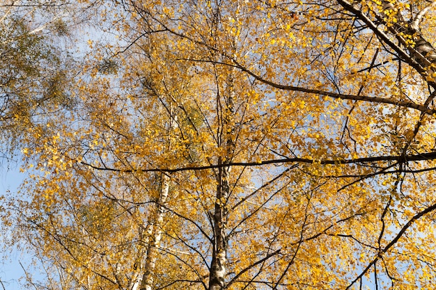 Un primer plano de las ramas y hojas de abedul naranja en otoño.