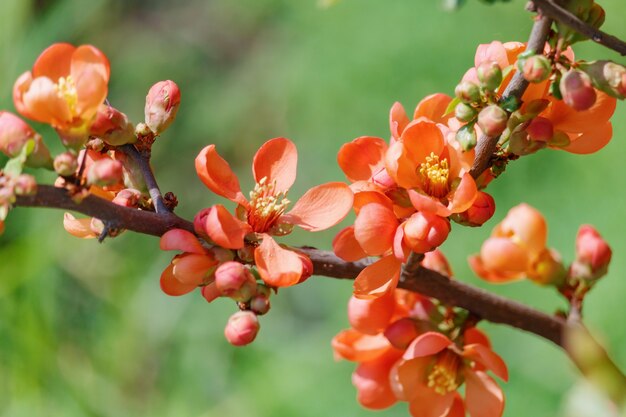 Primer plano de ramas de membrillo en flor en un día soleado de primavera