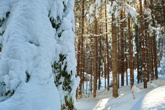 Primer plano de ramas de pino cubiertas de nieve fresca caída en el bosque de montaña de invierno en un día frío y brillante