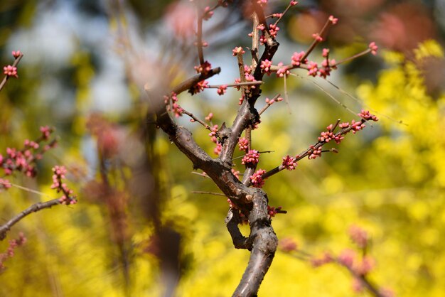 Primer plano de las ramas en primavera