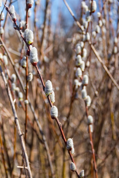 Primer plano de las ramas de sauce de coño a principios de la primavera