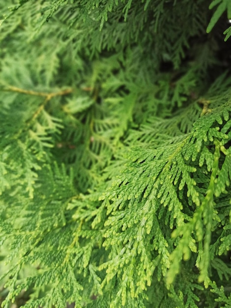 Foto primer plano de ramas de thuja.