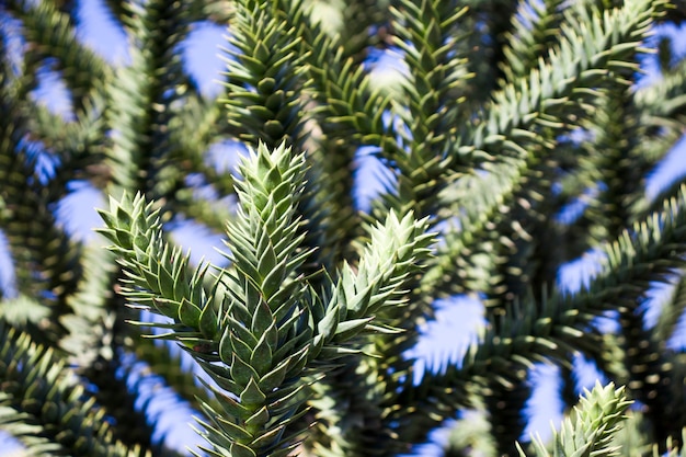 Primer plano de las ramas verdes de un árbol de Araucaria.