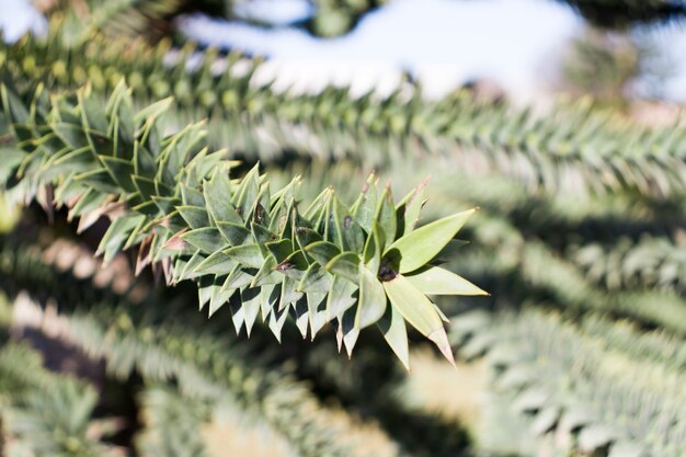 Foto primer plano de las ramas verdes de un árbol de araucaria.