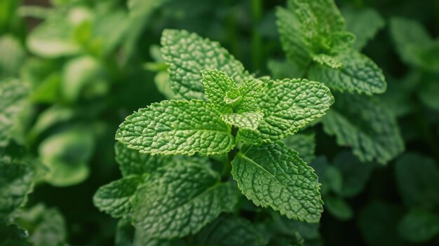 Foto un primer plano de una ramita de menta