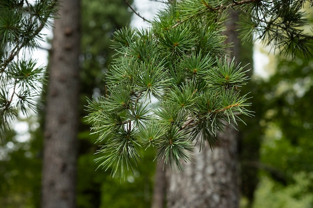 Un primer plano de la ramita de pino en el bosque. Fondo natural.