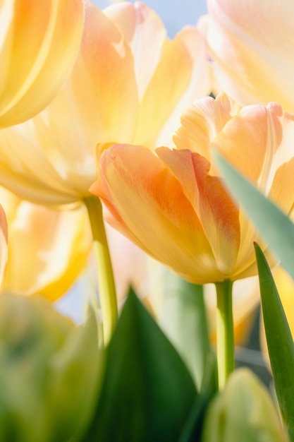 Foto un primer plano de un ramo de flores amarillas