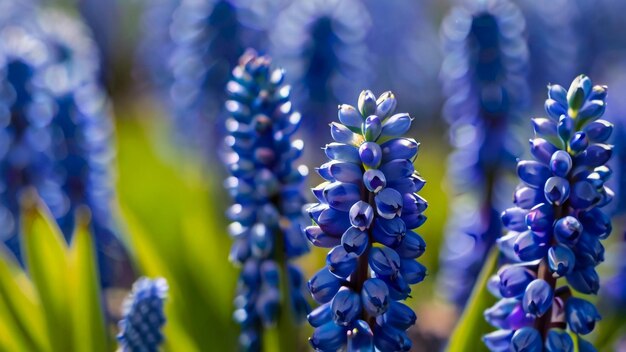 un primer plano de un ramo de flores azules con las palabras "cuota de primavera" en la parte inferior