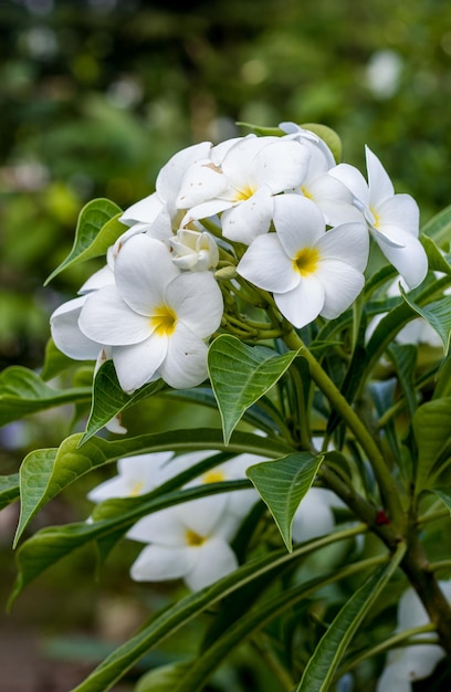 Primer plano de un ramo de flores blancas de plumeria en el jardín