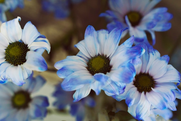 Foto primer plano de un ramo de flores de gerbera