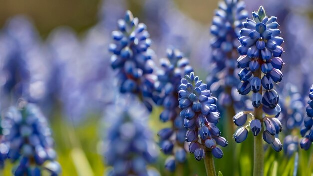 Foto un primer plano de un ramo de flores púrpuras