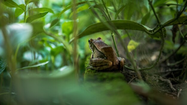 Primer plano de una rana adulta descansa en el borde del estanque con hojas vegetales. Asian Taipei Hyla Chinensis escondido entre las hojas verdes. Sapo de árbol chino de Taiwán.