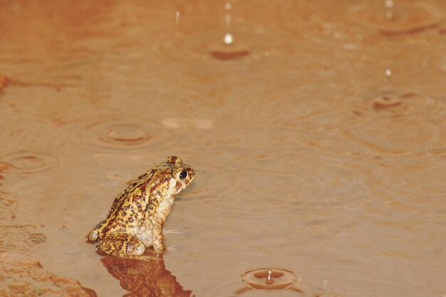 Foto primer plano de una rana en el agua de lluvia