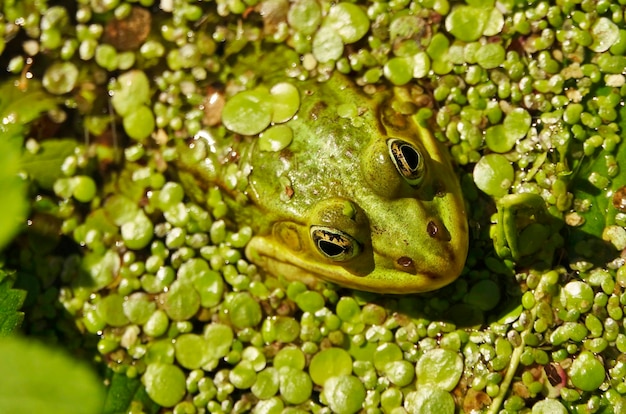 Foto primer plano de una rana en el agua