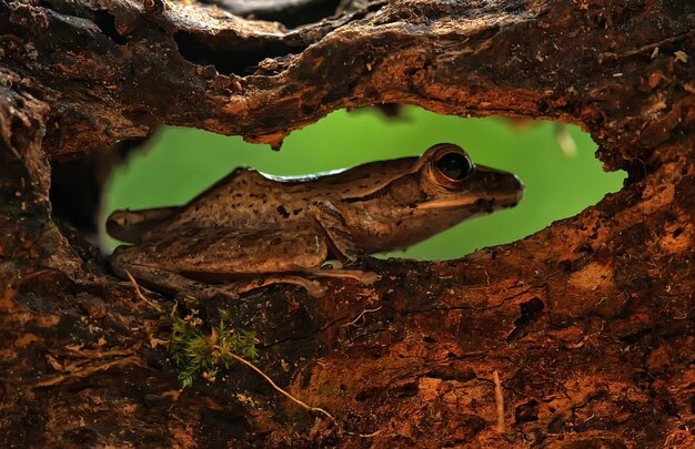 Foto primer plano de una rana en un agujero de árbol