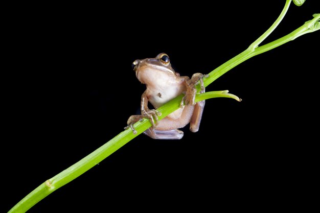 Foto primer plano de la rana arbórea común del sudeste asiático