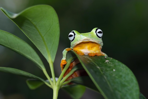 Primer plano de la rana arborícola de Java en hojas verdes