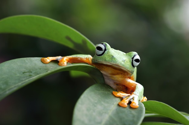 Primer plano de la rana arborícola de Java en hojas verdes