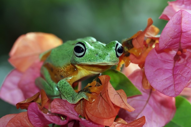 Primer plano de la rana arborícola de ojos rojos en las hojas Primer plano de la rana arborícola de ojos rojos Agalychnis callidryas en la flor