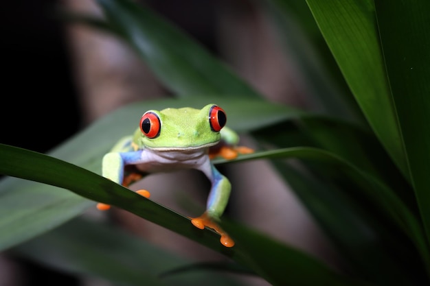 Primer plano de la rana arborícola de ojos rojos en hojas verdes