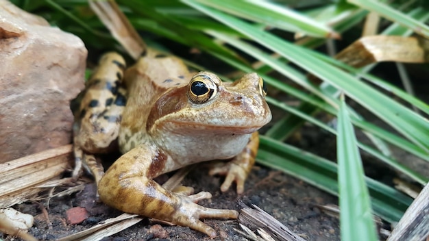 Primer plano de una rana en el campo