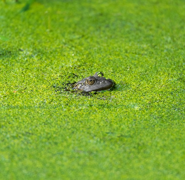 Foto primer plano de una rana en un estanque