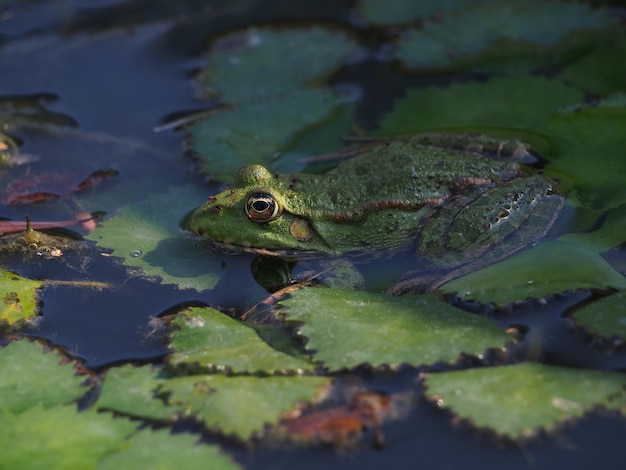 Foto primer plano de una rana flotando en las hojas en un estanque