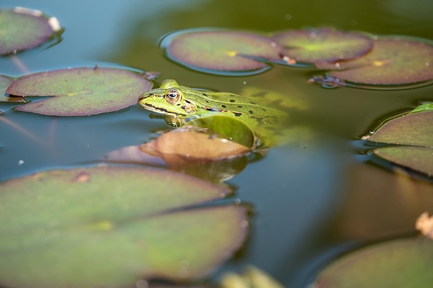 Primer plano de una rana flotando en un lago