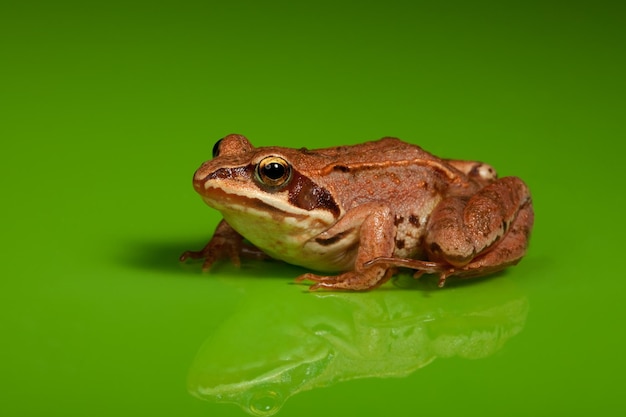 Foto primer plano de una rana en una hoja verde